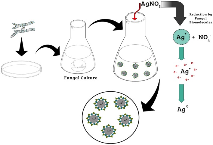 Synthesis of Silver Nanoparticles Mediated by Fungi: A Review.