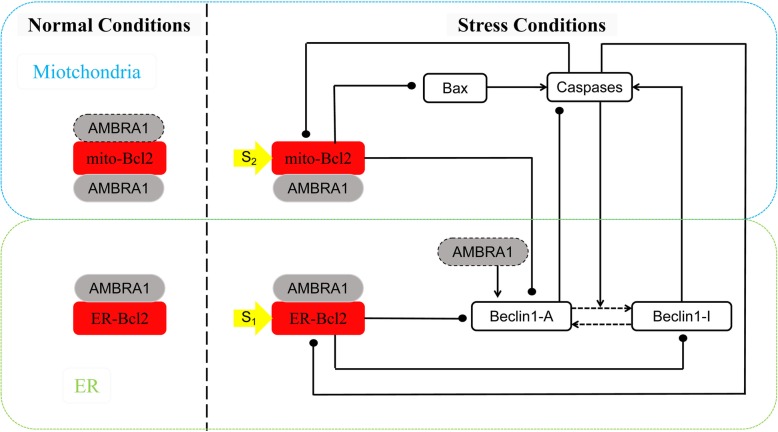 Autophagy and apoptosis are regulated by stress on Bcl2 by AMBRA1 in the endoplasmic reticulum and mitochondria.