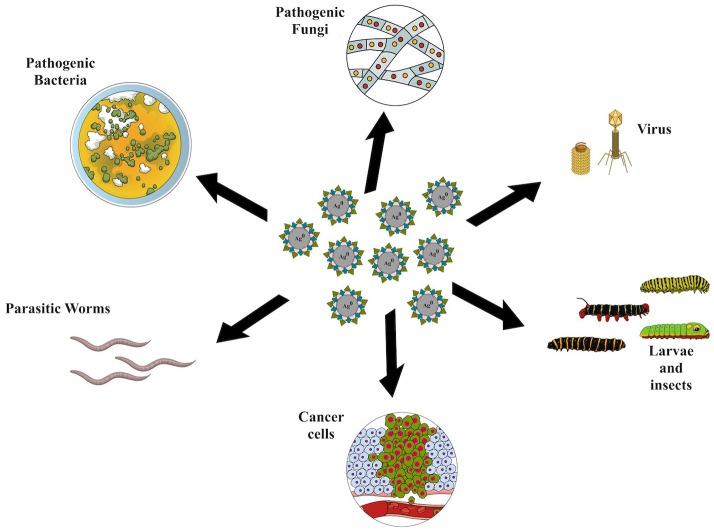 Synthesis of Silver Nanoparticles Mediated by Fungi: A Review.