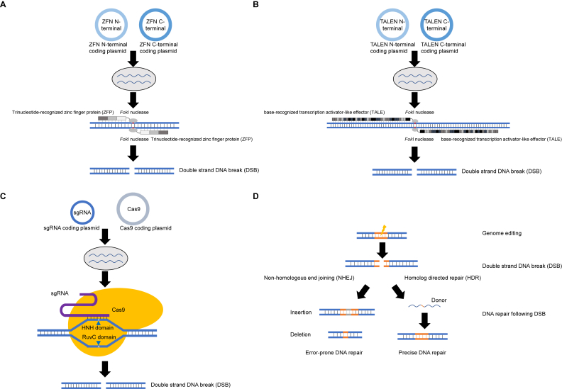 Methods and applications of CRISPR/Cas system for genome editing in stem cells