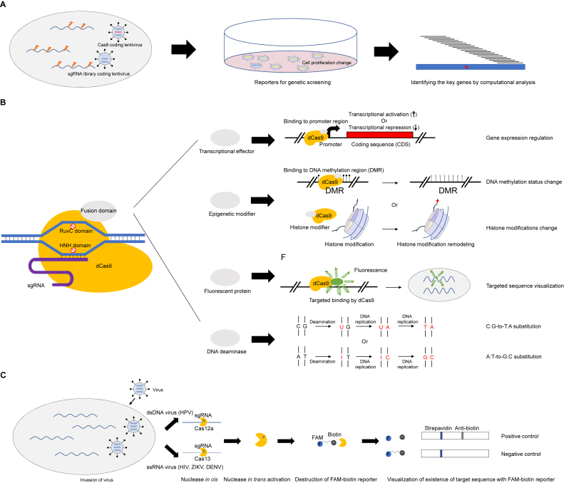 Methods and applications of CRISPR/Cas system for genome editing in stem cells