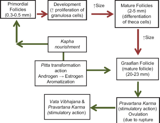 Effect of <i>Brihatyadi Yapana Basti</i> and <i>Shivalingi</i> (<i>Bryonia laciniosa</i> Linn.) seed powder in the management of female infertility (<i>Vandhyatva</i>) due to anovulatory factor: An open-labelled randomized clinical trial.