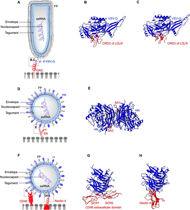 Virus-Receptor Interactions: Structural Insights For Oncolytic Virus Development.