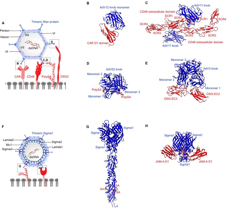 Virus-Receptor Interactions: Structural Insights For Oncolytic Virus Development.