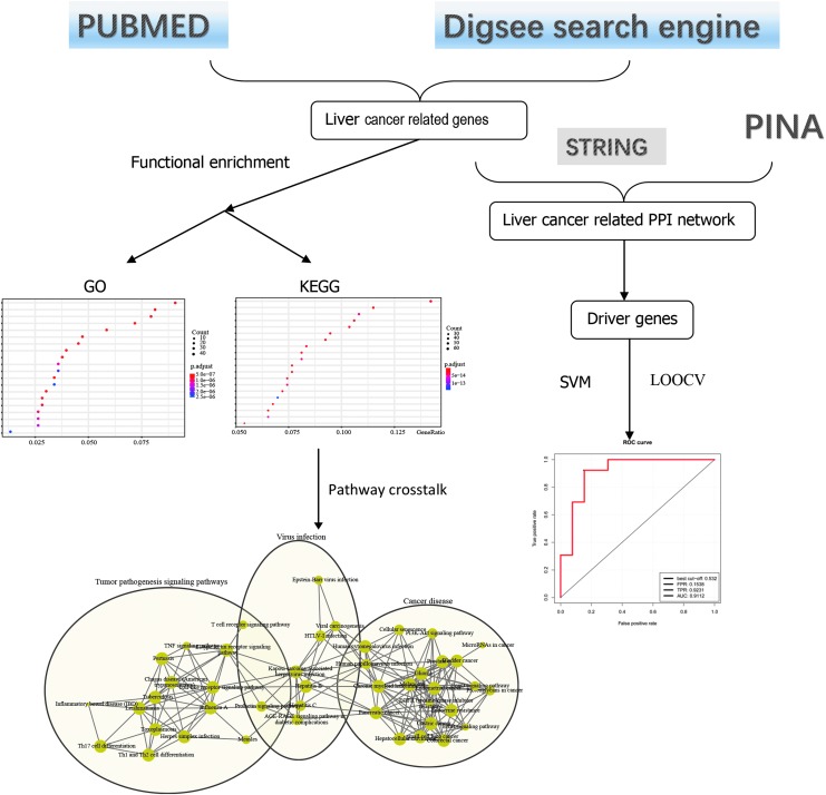 Identifying Hepatocellular Carcinoma Driver Genes by Integrative Pathway Crosstalk and Protein Interaction Network.