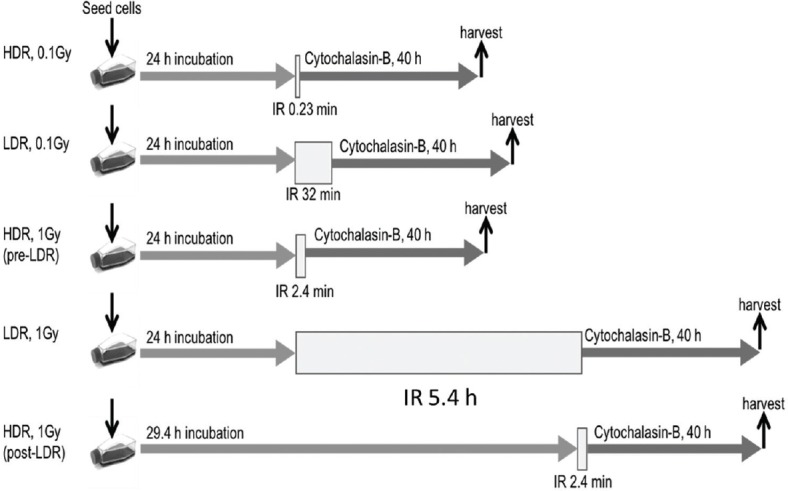 Radiation-induced Chromosome Instability: The Role of Dose and Dose Rate.