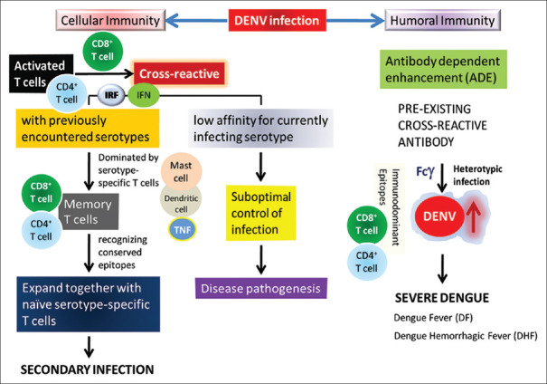 Reemergence of dengue virus in Bangladesh: Current fatality and the required knowledge.