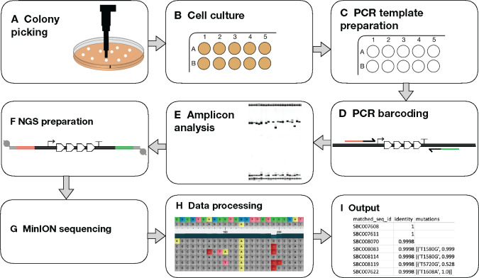 Highly multiplexed, fast and accurate nanopore sequencing for verification of synthetic DNA constructs and sequence libraries.