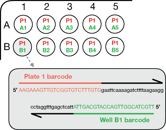 Highly multiplexed, fast and accurate nanopore sequencing for verification of synthetic DNA constructs and sequence libraries.