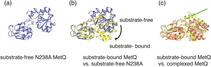 Structures of the Neisseria meningitides methionine-binding protein MetQ in substrate-free form and bound to l- and d-methionine isomers.