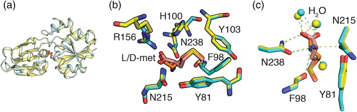 Structures of the Neisseria meningitides methionine-binding protein MetQ in substrate-free form and bound to l- and d-methionine isomers.