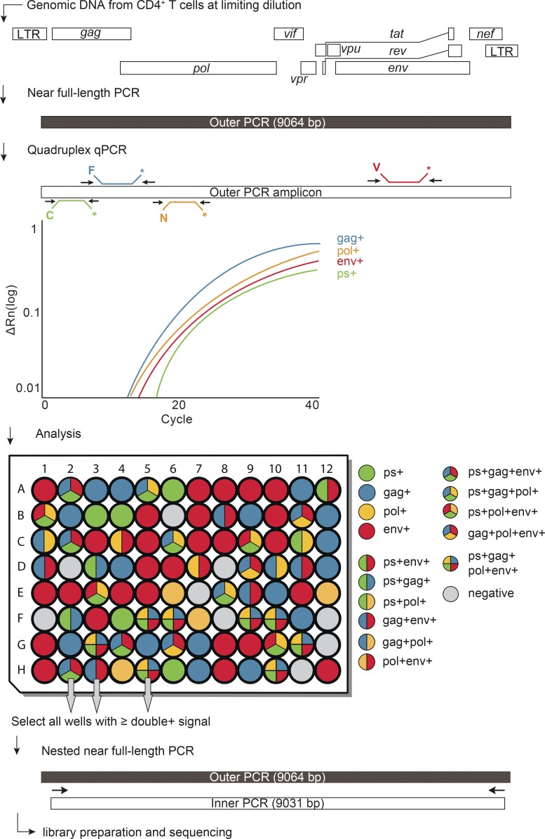 Combination of quadruplex qPCR and next-generation sequencing for qualitative and quantitative analysis of the HIV-1 latent reservoir.