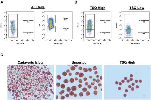 Live Cell Monitoring and Enrichment of Stem Cell-Derived β Cells Using Intracellular Zinc Content as a Population Marker