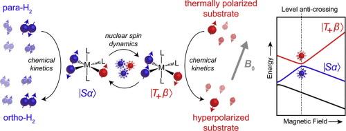 SABRE: Chemical kinetics and spin dynamics of the formation of hyperpolarization