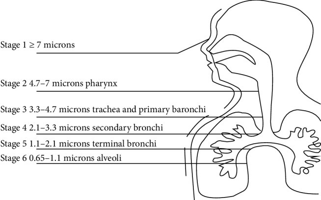 Dry Powder and Budesonide Inhalation Suspension Deposition Rates in Asthmatic Airway-Obstruction Regions.