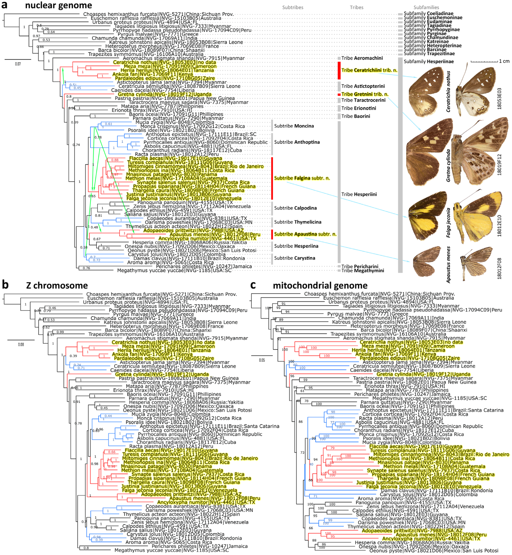 Fifty new genera of Hesperiidae (Lepidoptera).