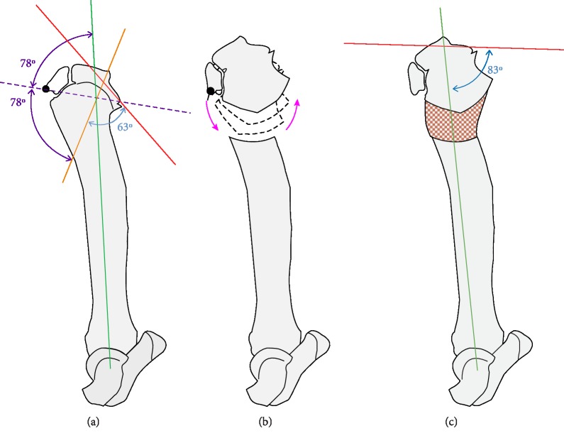 Correction of Excessive Tibial Plateau Angle and Limb Shortening in a Juvenile Dog Using a Hinged Circular Fixator Construct and Distraction Osteogenesis.