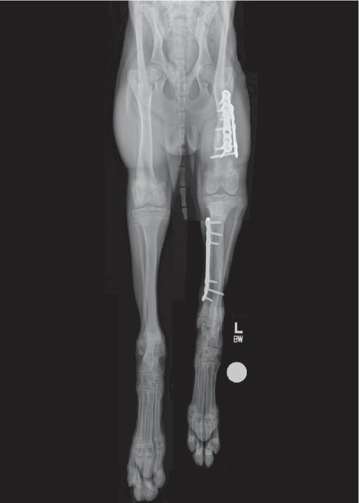 Correction of Excessive Tibial Plateau Angle and Limb Shortening in a Juvenile Dog Using a Hinged Circular Fixator Construct and Distraction Osteogenesis.