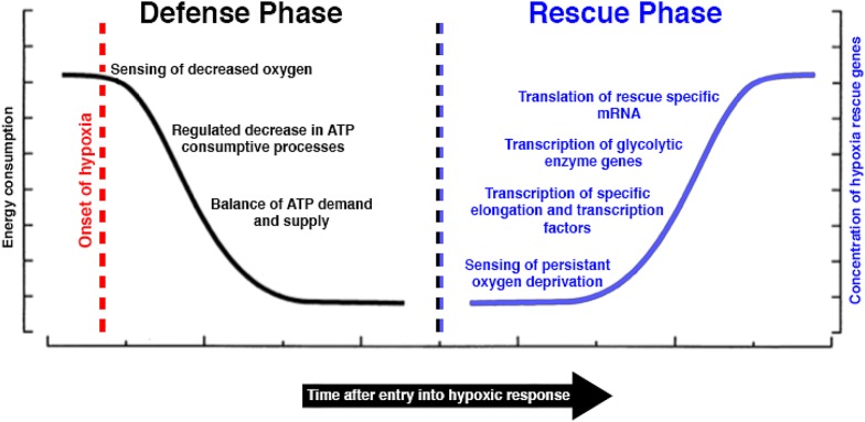 Mechanisms and evolution of resistance to environmental extremes in animals.