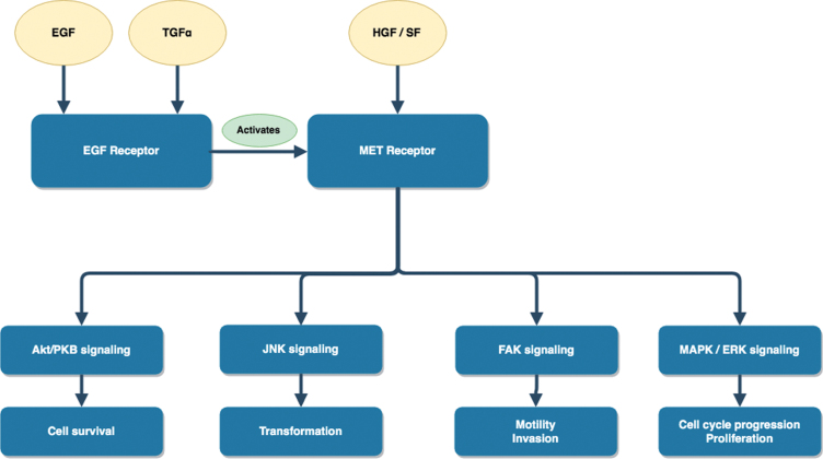 A Review of Papillary Renal Cell Carcinoma and MET Inhibitors.