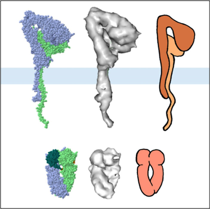 Integrative Modeling and Visualization of Exosomes.