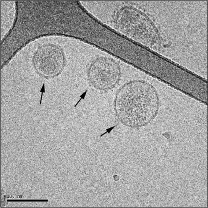 Integrative Modeling and Visualization of Exosomes.