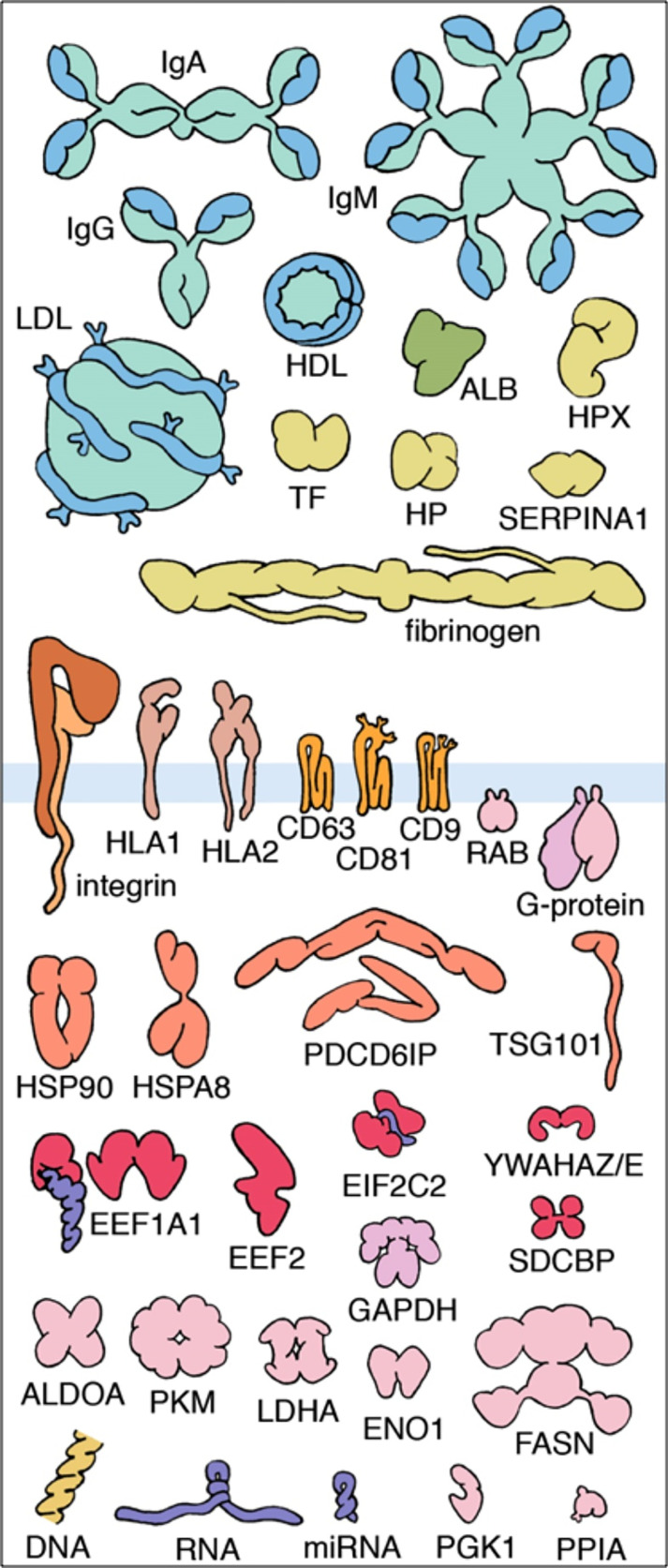 Integrative Modeling and Visualization of Exosomes.