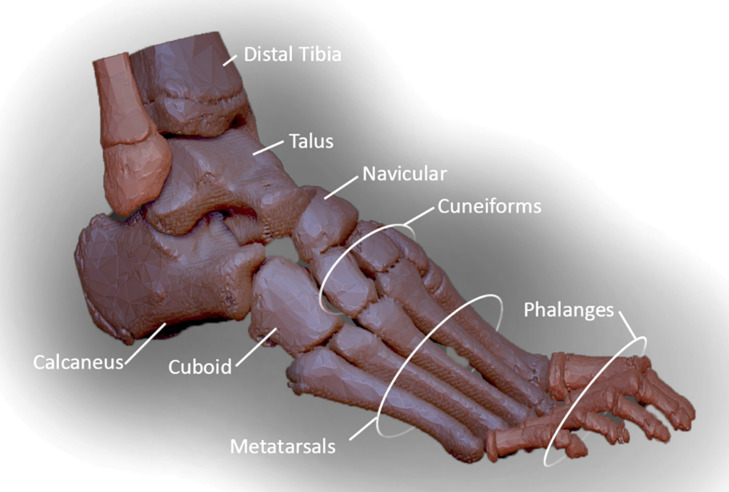 Visualization of a Juvenile Australopithecus afarensis Specimen: Implications for Functional Foot Anatomy.