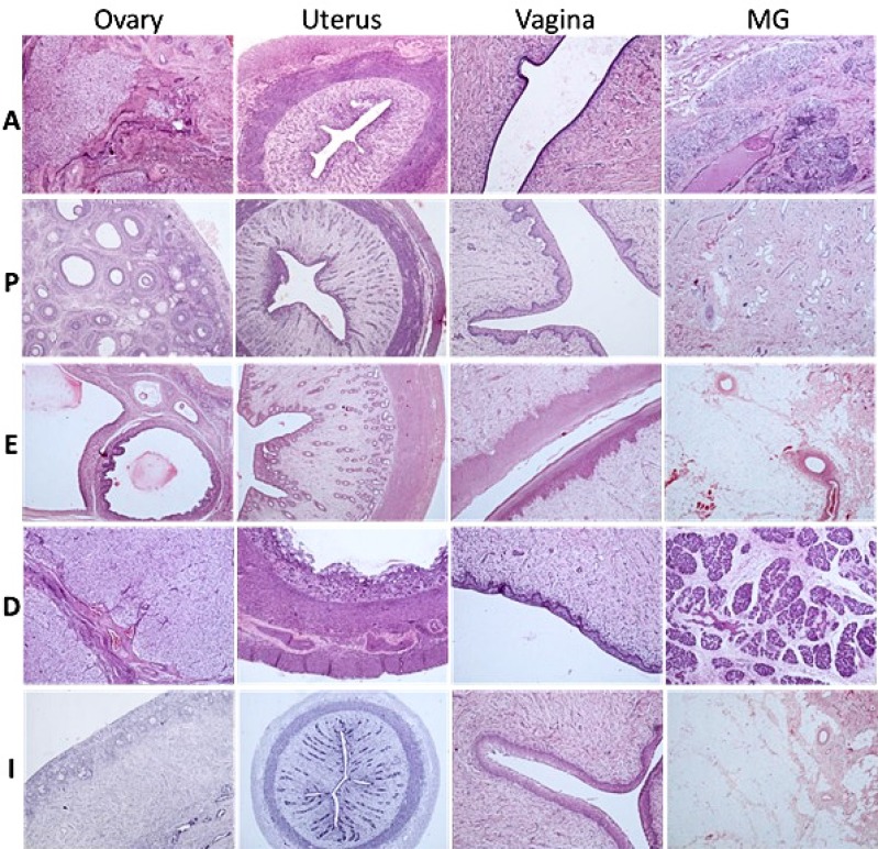 Influence of estrous stages on electrocardiography, clinical pathology and ovarian weight of experimental beagle dogs: a retrospective analysis.