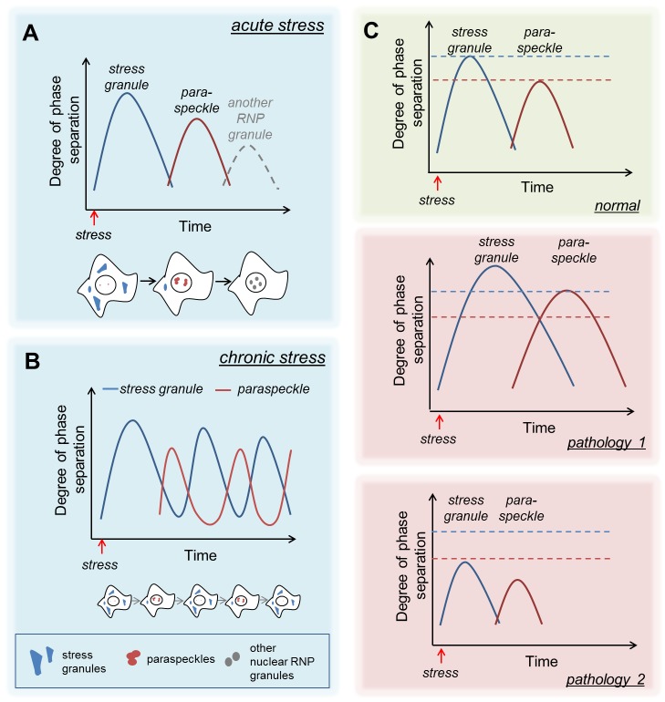 Stress granules regulate paraspeckles: RNP granule continuum at work.