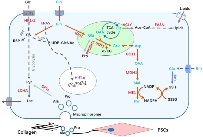 Metabolism remodeling in pancreatic ductal adenocarcinoma.