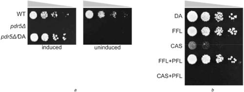 Engineered gene networks enable non-genetic drug resistance and enhanced cellular robustness