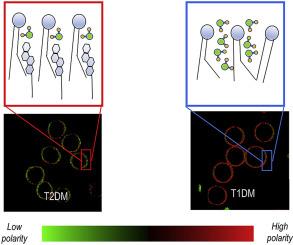 Red blood cells membrane micropolarity as a novel diagnostic indicator of type 1 and type 2 diabetes