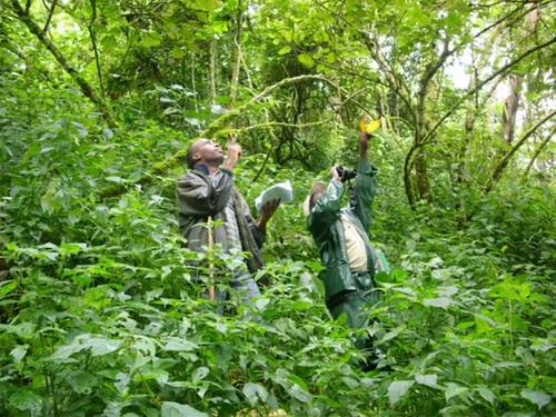 2019 Julie S Denslow & Peter Ashton Prizes for the Outstanding Articles Published in Biotropica