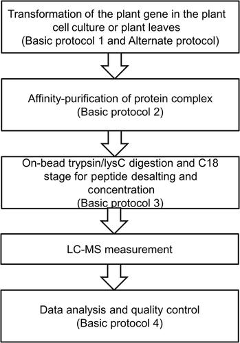 Rapid Identification of Protein-Protein Interactions in Plants