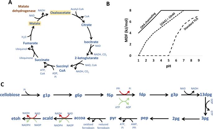 Engineering microbial chemical factories using metabolic models