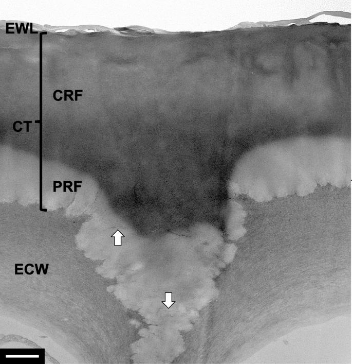 Composite cuticle with heterogeneous layers in the leaf epidermis of Ficus elastica