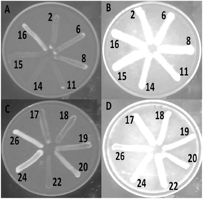 Identification of <i>AcrAB-TolC</i> Efflux Pump Genes and Detection of Mutation in Efflux Repressor <i>AcrR</i> from Omeprazole Responsive Multidrug-Resistant <i>Escherichia coli</i> Isolates Causing Urinary Tract Infections.