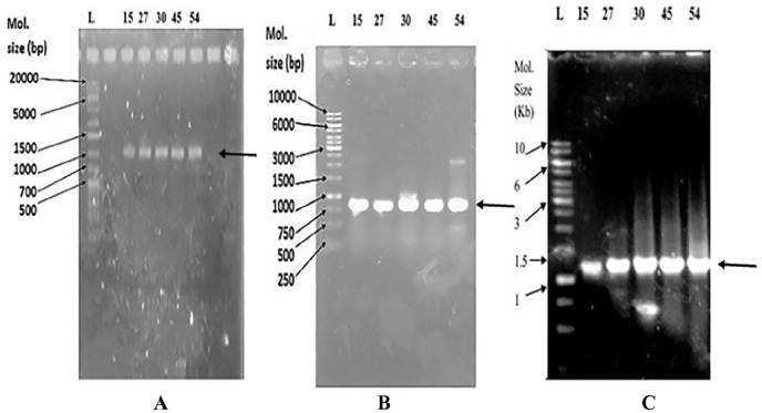 Identification of <i>AcrAB-TolC</i> Efflux Pump Genes and Detection of Mutation in Efflux Repressor <i>AcrR</i> from Omeprazole Responsive Multidrug-Resistant <i>Escherichia coli</i> Isolates Causing Urinary Tract Infections.