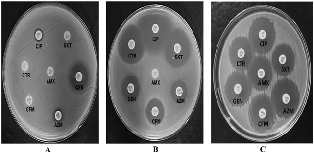 Identification of <i>AcrAB-TolC</i> Efflux Pump Genes and Detection of Mutation in Efflux Repressor <i>AcrR</i> from Omeprazole Responsive Multidrug-Resistant <i>Escherichia coli</i> Isolates Causing Urinary Tract Infections.