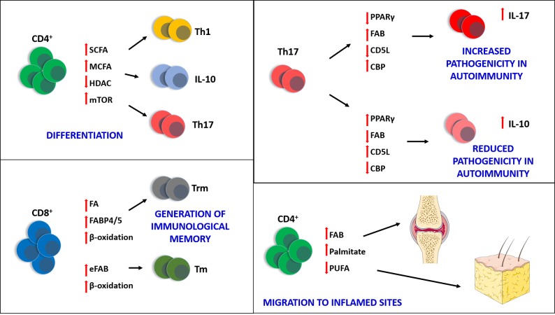 Fatty acids - from energy substrates to key regulators of cell survival, proliferation and effector function.