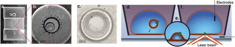 Fluorescence microscopy of piezo1 in droplet hydrogel bilayers.