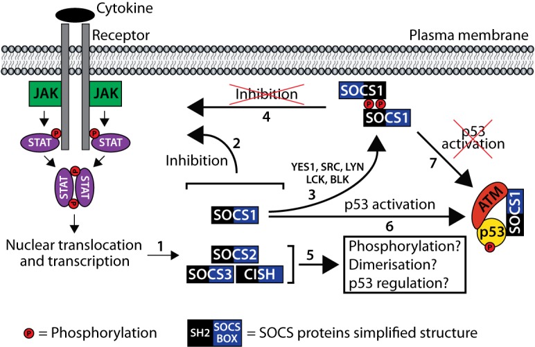 SOCS1: phosphorylation, dimerization and tumor suppression.