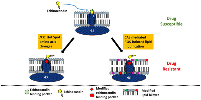 Echinocandin Resistance in <i>Aspergillus fumigatus</i> Has Broad Implications for Membrane Lipid Perturbations That Influence Drug-Target Interactions.