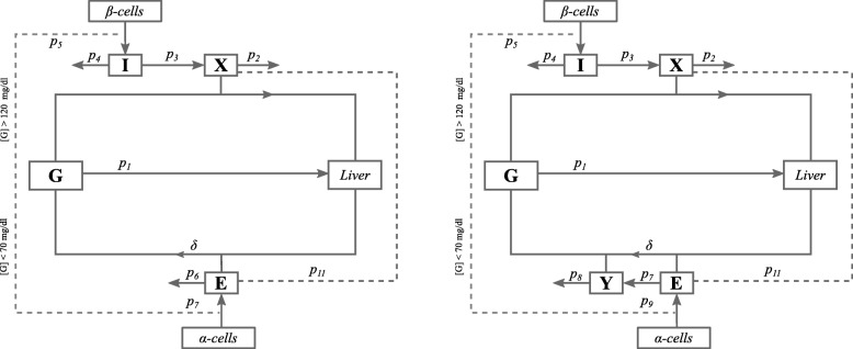 Modelling the effects of glucagon during glucose tolerance testing.