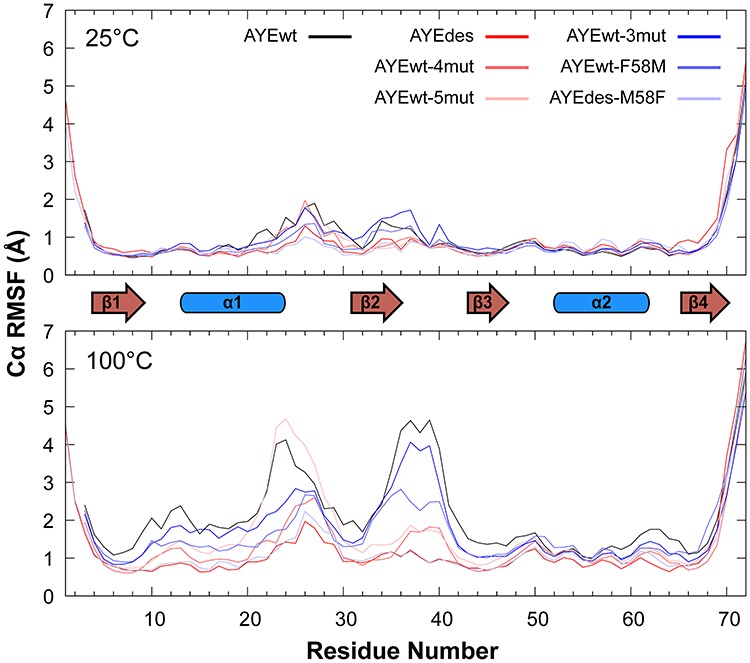 Molecular dynamics simulations suggest stabilizing mutations in a de novo designed α/β protein.