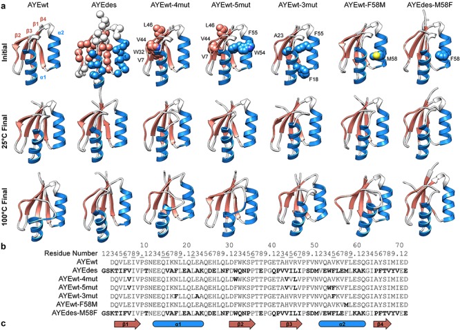 Molecular dynamics simulations suggest stabilizing mutations in a de novo designed α/β protein.