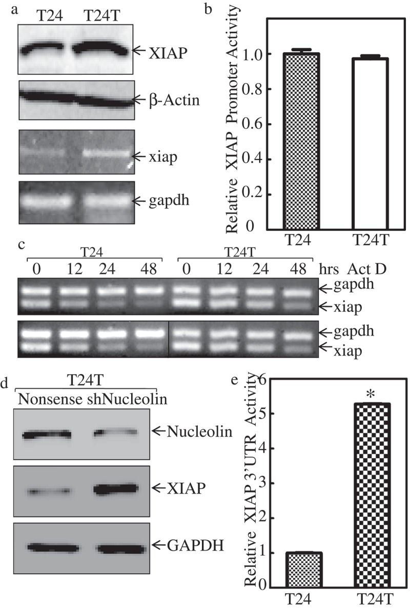 Downregulation of miR-200c stabilizes XIAP mRNA and contributes to invasion and lung metastasis of bladder cancer.