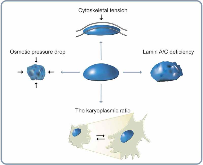 Recapitulation of molecular regulators of nuclear motion during cell migration.