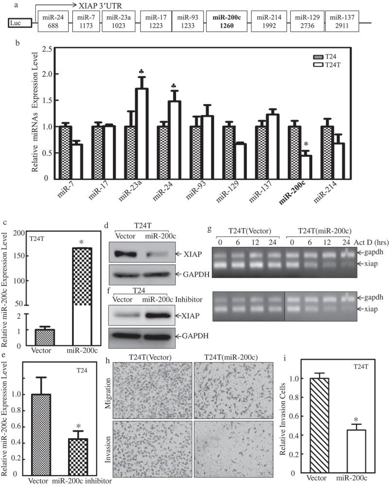 Downregulation of miR-200c stabilizes XIAP mRNA and contributes to invasion and lung metastasis of bladder cancer.